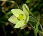Thelymitra flexuosa - Twisted Sun Orchid.jpg